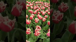 美丽的郁金香🌷 Beautiful Tulips