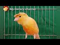 best mating call male canary singing hd live canary training song