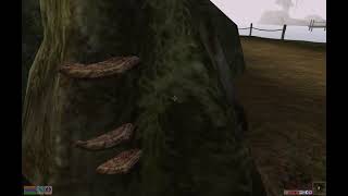 Four Types of Mushrooms Quest Walkthrough - Elder Scrolls Morrowind