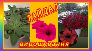 Суперсильна🌺ПЕТУНІЯ🌼ТАЙДАЛ! прищІФормування,догляд!#українськийконтент #petunia #flowers #петуния