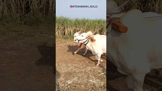 terabandi bulls || ಅಧಿಪತಿ \u0026 ಭೂಪತಿ 🚩.#viralvideo #views #subscribe #shortvideo #love