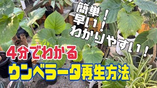 4分でわかるウンベラータの簡単再生方法