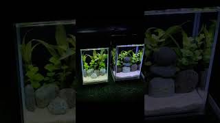 😍😍 Offer Offer Offer 😍😍🪴🪴 Planted Tank 🪴🪴8/8/10 Nasir Glass Tank setup With Just at 1300 tk only 😍