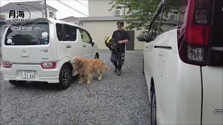 【切り抜き】梅雨入りをしたら準備する。長雨時は重宝するんです。ゴールデンレトリバー月海そら