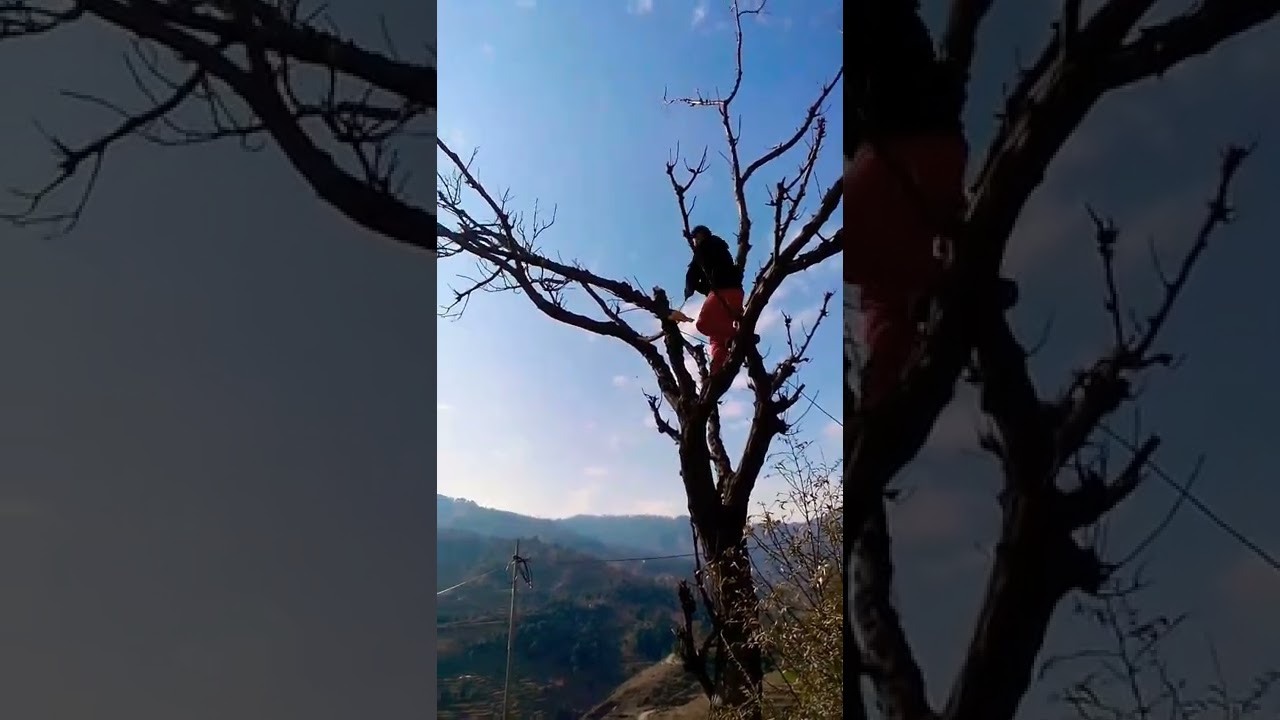 Tree Cutting Video Youtube