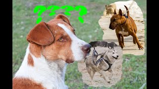 Halsband oder Geschirr - Was ist besser für Hunde ? / Hundeerziehung / Hundetraining / Nature Trails