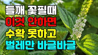 들깨 꽃피면 2가지만 해주면 수확량 올라가고 고소한 들깨 다수확해요. 꼭 해야하니 영상 꼭 시청해주세요.