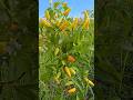 HARVESTING ORGANIC CHILI IN A SMALL GARDEN #chili #garden #gardening #agriculture #organic