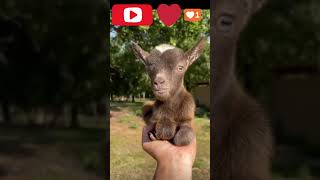 The kid goat🐑🐐🐐 sound for the first time || watch till end || #viral  #shorts #goat