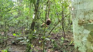 Corcavado Northern Tamandua Anteater