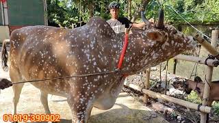 2025কুরবানী ঈদের  সবচেয়ে বড় ষাড় গরু দেখুন #cow #bigcow #bull #গরু#ষাড়_গরুর_দাম2025 #হরিন