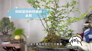 榆树盆景补根成功之后，修剪造型以及养护方法，赶紧看看