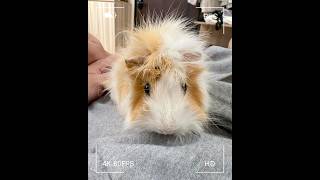 好多好多天竺鼠So Many Guinea Pigs｜毛茸茸的日常EP.89｜#shorts #guineapig #天竺鼠 #기니피그 #モルモット#vlog #寵物#pets