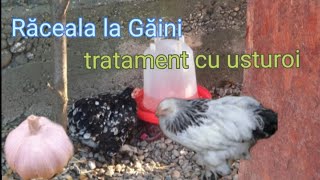 Cold in chickens and treatment