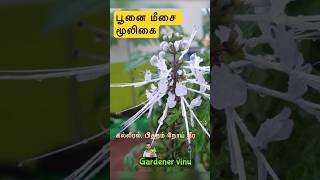 பூனை மீசை மூலிகை | பித்தம் சரியாக அற்புத மூலிகை #gardenervinu #மாடித்தோட்டம்  #மூலிகைதேடல் #பூனைமீசை