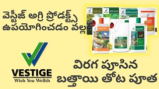 వెస్టీజ్ అగ్రి ప్రోడక్ట్స్ తో విరగ పూసిన బత్తాయి తోట పూత | Benefit Of Vestige Agri Products