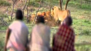 Cazadores Dorobo, Kenia, África. Robando a leones.Human Planet.