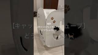 キャットプレイキューブ猫グッズ動画