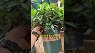 栀子花换盆