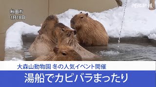 カピバラの湯っこ　秋田市・大森山動物園　 01