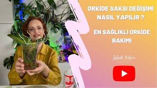 Orkide Saksı Değişimi Nasıl Yapılır ? En Sağlıklı Orkide Bakımı