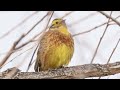 Yellowhammer singing 4K