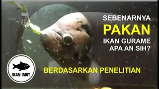 Sebenarnya Pakan Ikan Gurame Apa an sih? BERDASARKAN JURNAL PENELITIAN | IKAN IMUT