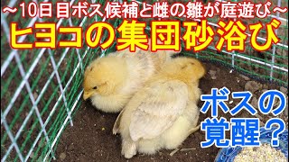 ヒヨコの集団砂浴び～10日目の名古屋コーチン雌鶏とボス雄鶏候補の可愛い幼雛が庭遊び～