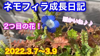 【ネモフィラ】2つ目の花が咲いたよ！