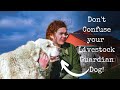 How To Train Your Great Pyrenees Dog To Guard Livestock On The Homestead