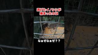 逃げたイノシシが捕まったのはなぁぜなぁぜ？