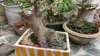 Quá trình vào chậu , cách làm bệ sung đế mỏng , thịnh bonsai.