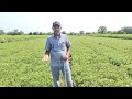 gjg 32 groundnut variety experience feedback by farmer