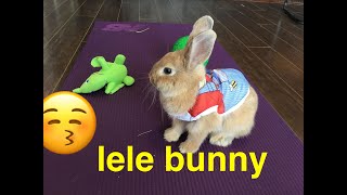 Cannot stop touching this bunny/ baby bunny /Lele Bunny/Subscribe and Like ❤️this little boy!