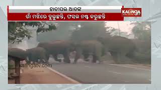 Terror of Elephants in Angul, destruction of crops worries the locals and farmers || Kalinga TV