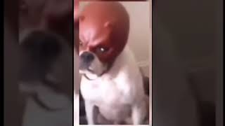 How They Felt After Saying That/ Commenting that (Tiktok meme) (Dog Glaring/Angry) (meme TikTok)