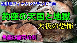 大筏の恐怖／釣り座の角は天国なのか地獄なのか・・？角座は諸刃の剣【海上釣堀フィッシングランド日向】福井県三方郡美浜町日向@p.pochisan