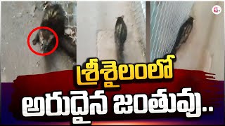 శ్రీశైలంలో అరుదైన జంతువు | Different animal Srisailam Temple @sumantvtirupathi