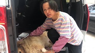 金毛犬受伤检查很严重，清香找到权威专家帮医治，奔波一天不知苦