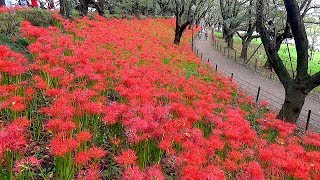 権現堂の曼珠沙華　〜2017年9月19日〜