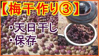 【梅干し作り③】梅の天日干しと出来た梅干しの保存【庭木 果樹】