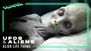 Alien Life Forms | UFOs & Aliens