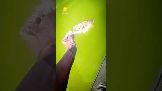 cute selfie Tilapi fish #shorts #viral