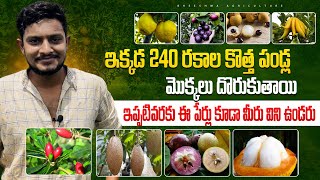 Exploring 240 Rare Fruit Varieties You've Never Seen Before | 240 రకాల కొత్త పండ్ల మొక్కలు