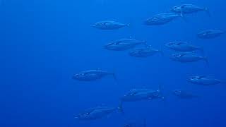 Dog Tooth Tuna, Rukan Reef Okinawa Japan.