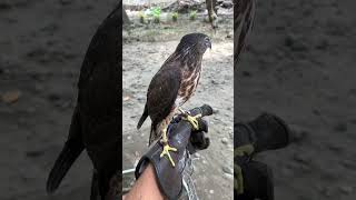 Shikra hawk chilling on my glove