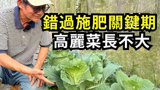 高麗菜結球施肥關鍵怎麼做?基肥和追肥怎麼放?錯過施肥關鍵時間或放錯肥料，小心高麗菜長不大| 阿星種植