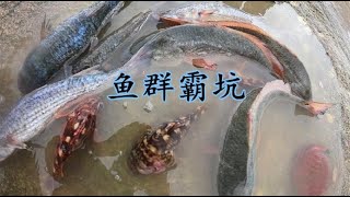 【小俞赶海】悬崖底抽150平“天坑”，海货成窝密密麻麻都沸腾了，直接一锅端