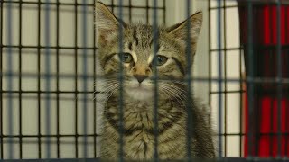 Neenah Animal Shelter is over capacity as surrenders and strays are being turned in at an alarming r