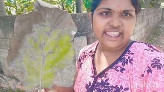 மீன் ரொம்ப அதிக விலை 50 ரூபாய்க்கு 7 மீன் #viralvideos #youtubevideo #fish